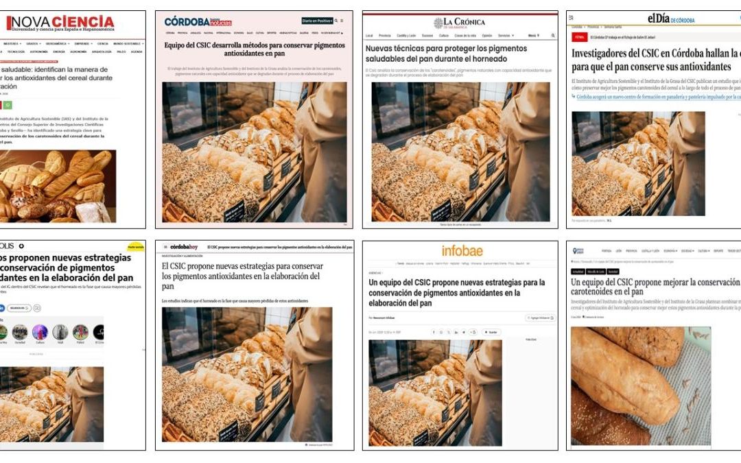 Seguimiento noticia: Proponen nuevas estrategias para preservar los pigmentos antioxidantes del grano durante la elaboración del pan