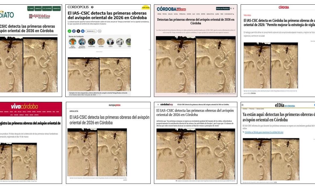 Seguimiento noticia: El IAS-CSIC detecta las primeras obreras del avispón oriental de 2026 en Córdoba