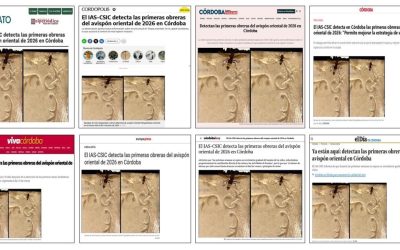 Seguimiento noticia: El IAS-CSIC detecta las primeras obreras del avispón oriental de 2026 en Córdoba