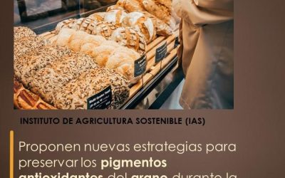 Proponen nuevas estrategias para preservar los pigmentos antioxidantes del grano durante la elaboración del pan