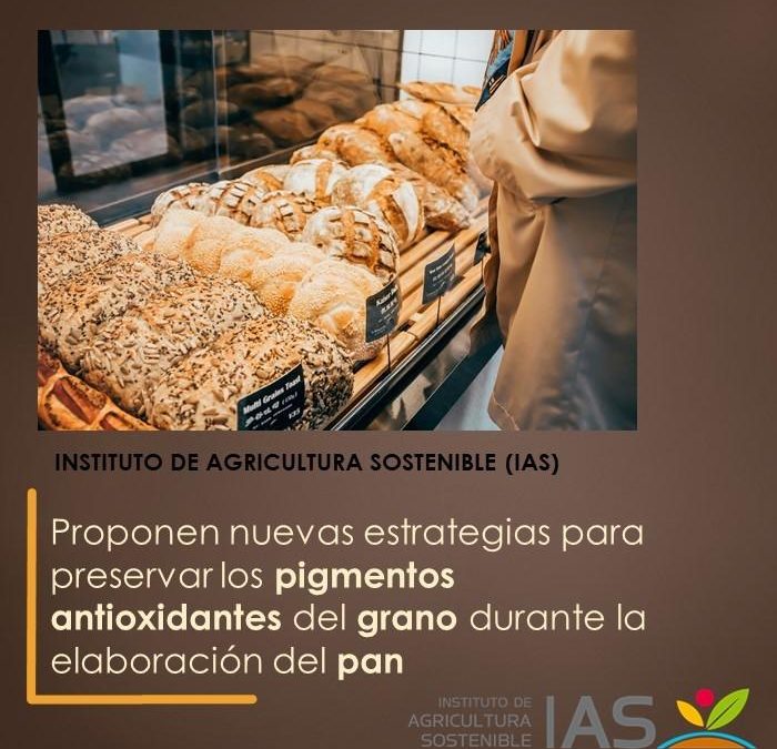 Proponen nuevas estrategias para preservar los pigmentos antioxidantes del grano durante la elaboración del pan