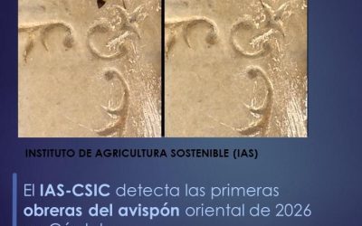 El IAS-CSIC detecta las primeras obreras del avispón oriental de 2026 en Córdoba