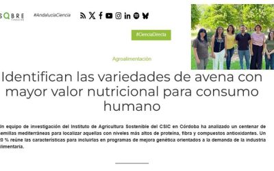 Identifican las variedades de avena con mayor valor nutricional para consumo humano