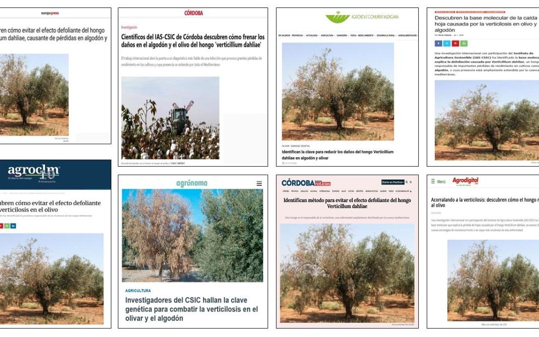 Seguimiento noticia: Descubren cómo evitar el efecto defoliante del hongo Verticillum dahliae, causante de pérdidas en algodón y olivo