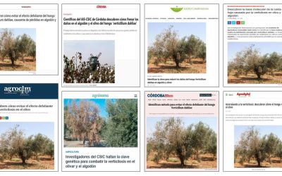Seguimiento noticia: Descubren cómo evitar el efecto defoliante del hongo Verticillum dahliae, causante de pérdidas en algodón y olivo