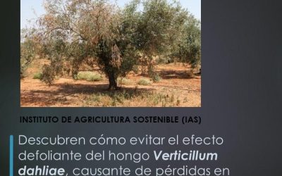 Descubren cómo evitar el efecto defoliante del hongo Verticillum dahliae, causante de pérdidas en algodón y olivo