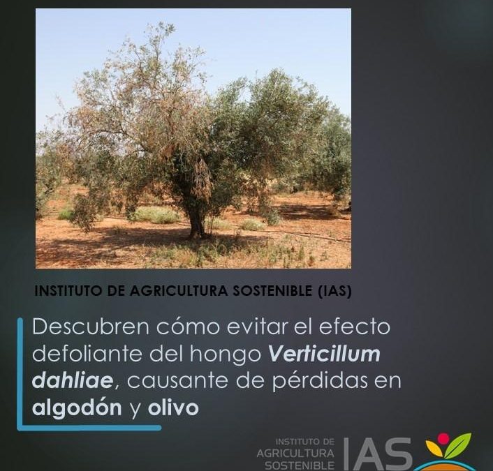 Descubren cómo evitar el efecto defoliante del hongo Verticillum dahliae, causante de pérdidas en algodón y olivo