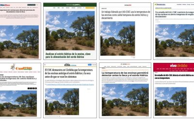 Seguimiento noticia: Utilizan la temperatura de las encinas como señal temprana de estrés hídrico y decaimiento