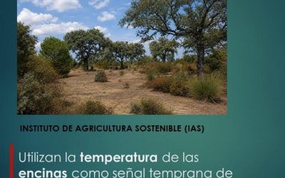 Utilizan la temperatura de las encinas como señal temprana de estrés hídrico y decaimiento
