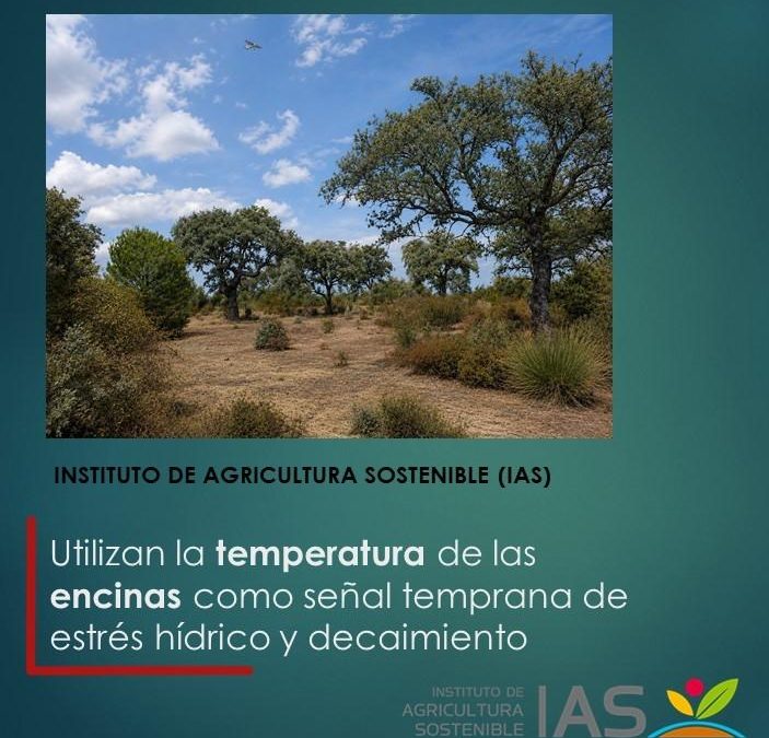 Utilizan la temperatura de las encinas como señal temprana de estrés hídrico y decaimiento