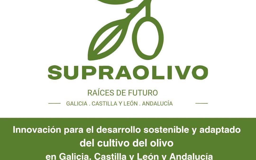Grupo Operativo SUPRAOLIVO: Innovación para el desarrollos sostenible y adaptado del cultivo del olivo en Galicia, Castilla y León y Andalucía