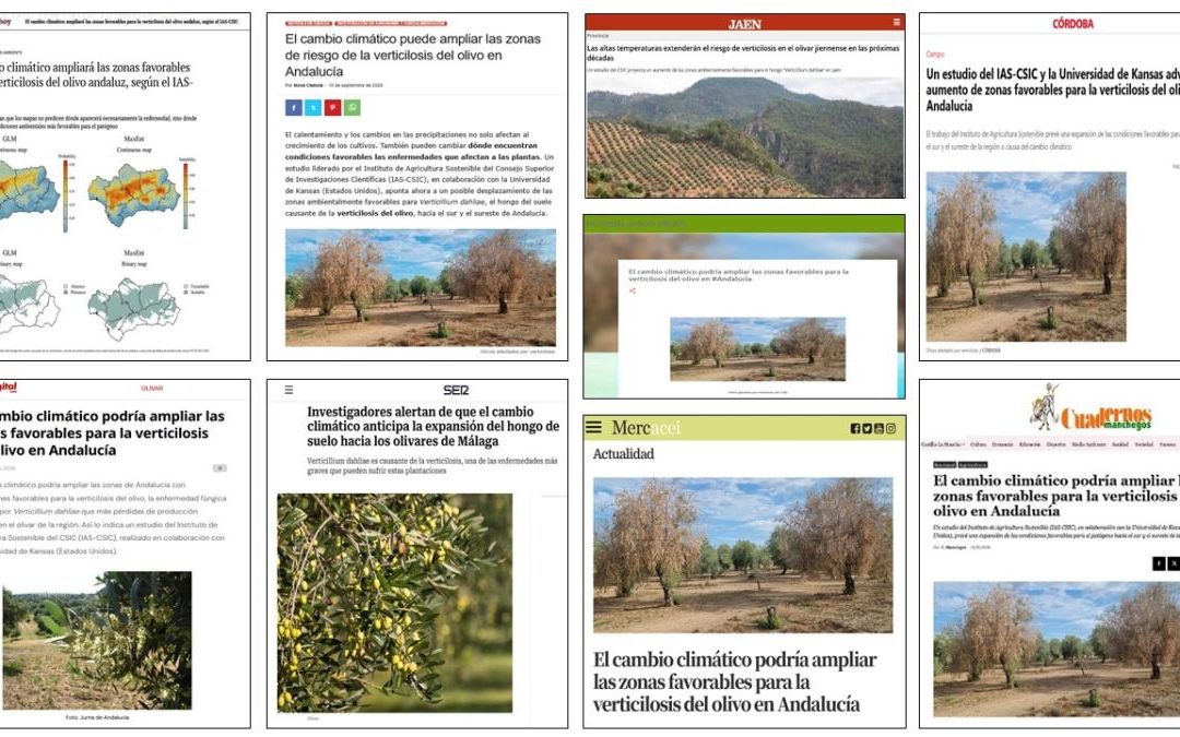 Seguimiento noticia: El cambio climático podría ampliar las zonas favorables para la verticilosis del olivo en Andalucía